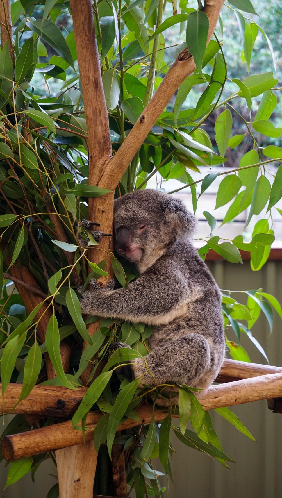 Množstvo podobných Koál ale aj veľa iných zaujímavých zvierat môžete vidieť v Lone Pine Koala Sanctuary v Brisbane.