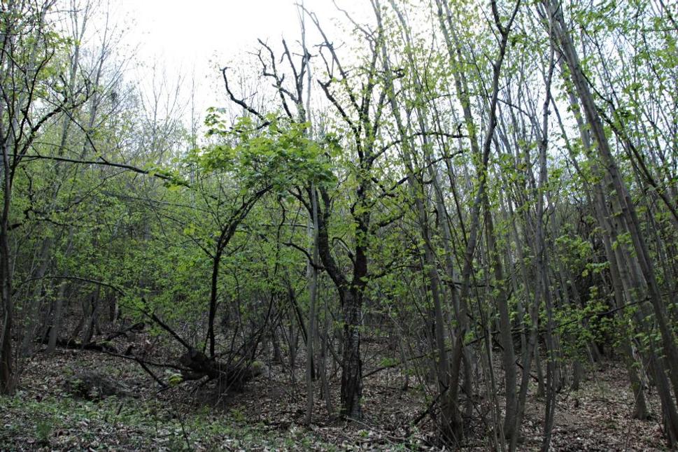 Na jednej strane chotára je ešte zvyšok nevyčisteného zarasteného starého sadu. Nazrieme doň. Pri pohľade na to, ako taký sad dokáže zarásť a spustnúť, si uvedomíme koľko je všade vôkol vykonanej práce.