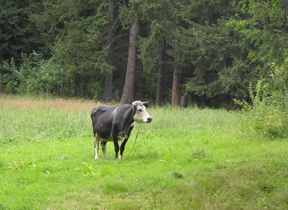 Obrázok blogu