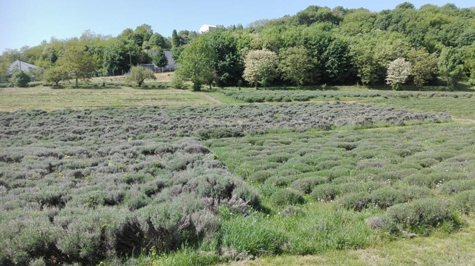 Arciopátska levanduľová farma na Svätej hore