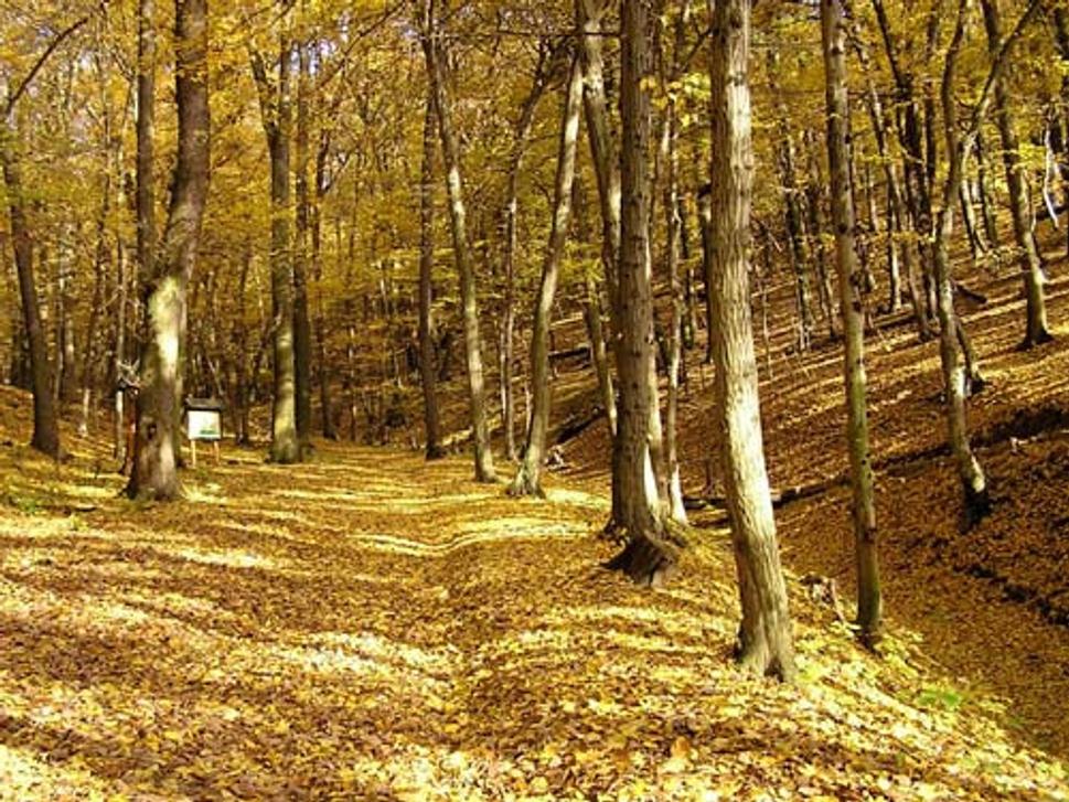 Obrázok blogu
