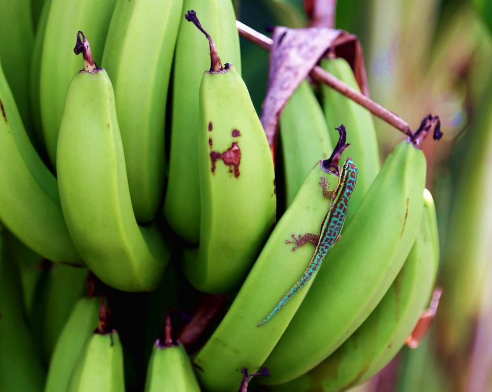 Škrobovité banány - plantains