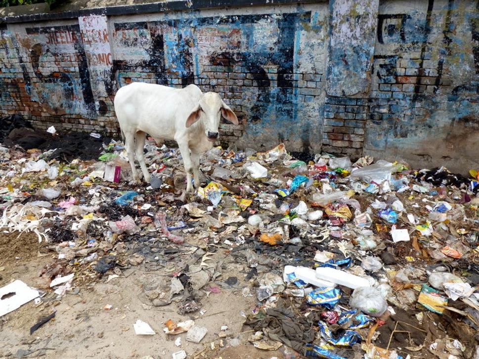 S recykláciou odpadu v Indii pomáhajú aj zvieratá