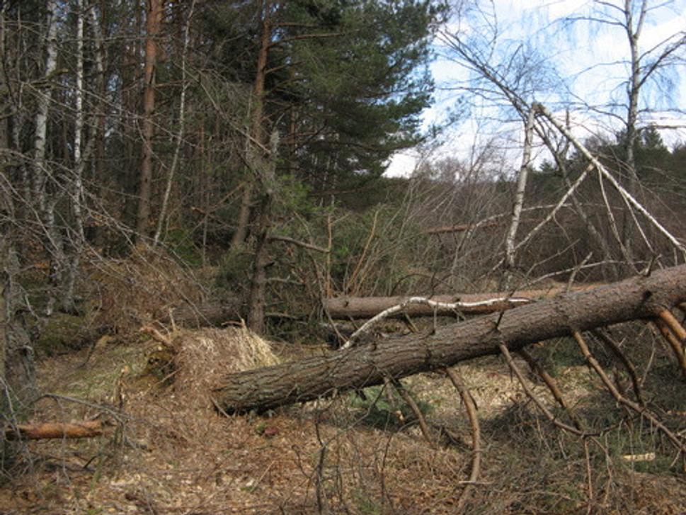 Vyvrátené borovice