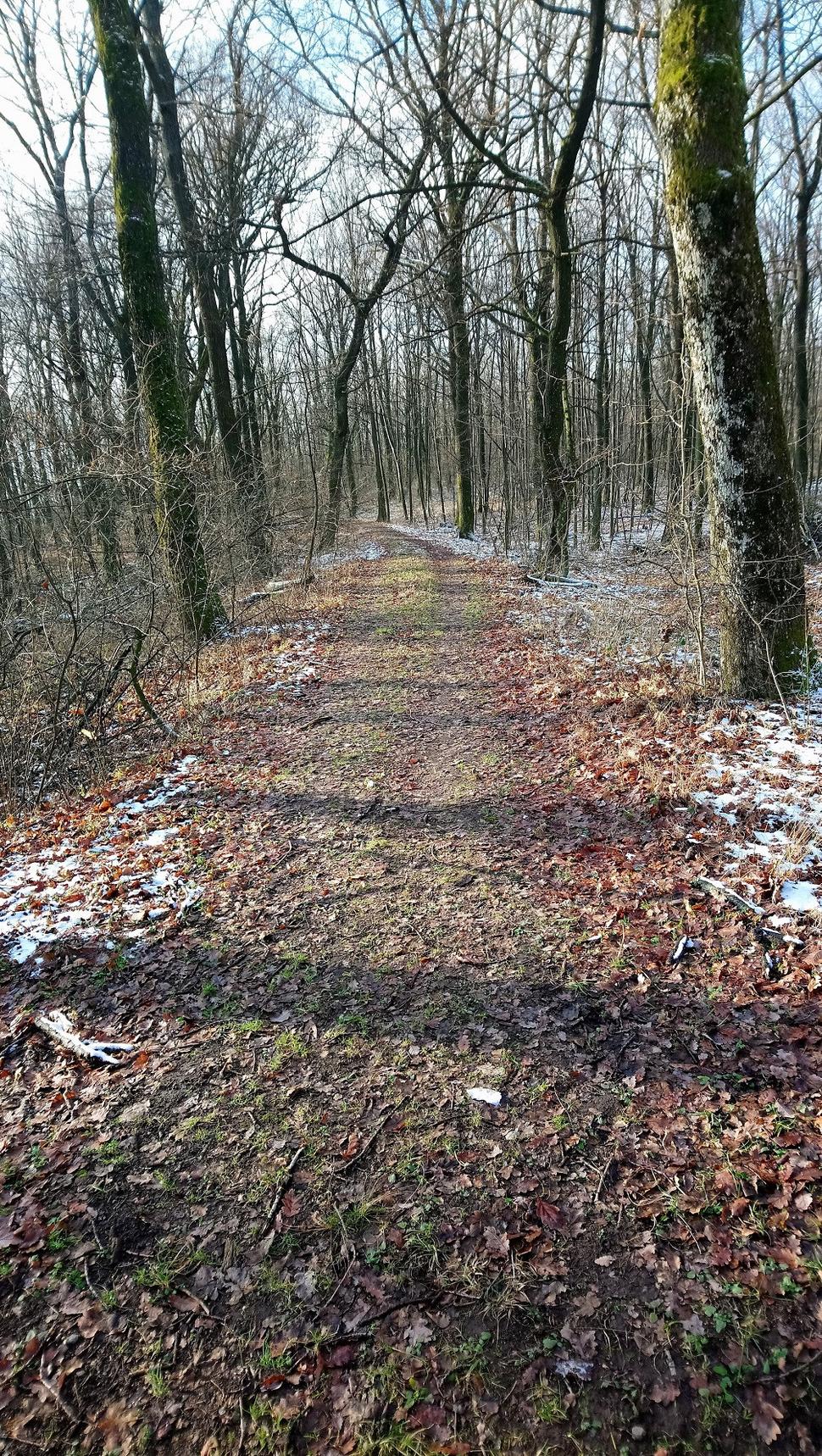 Jarná cestička