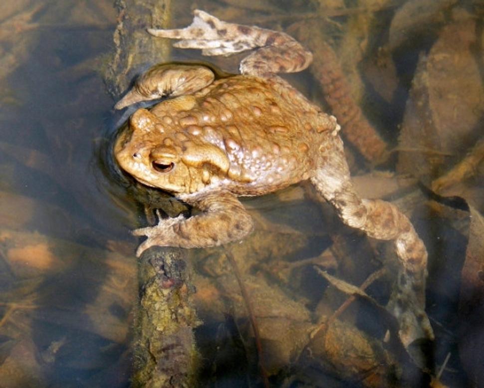 Obrázok blogu
