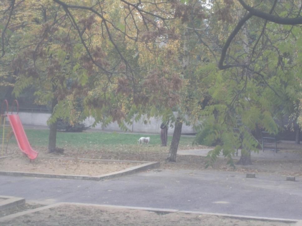 Obrázok blogu