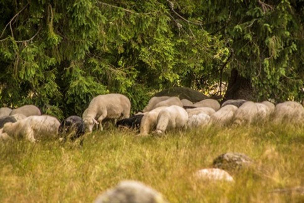 Pasenie oviec na Rusinowej poľane