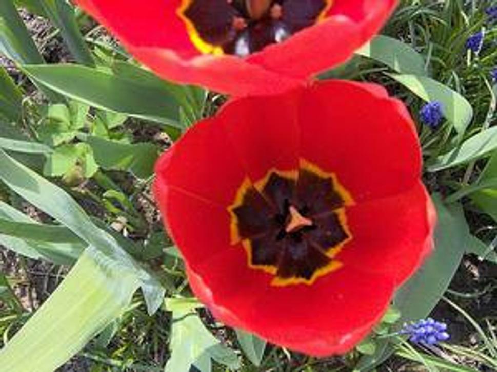 tulipán