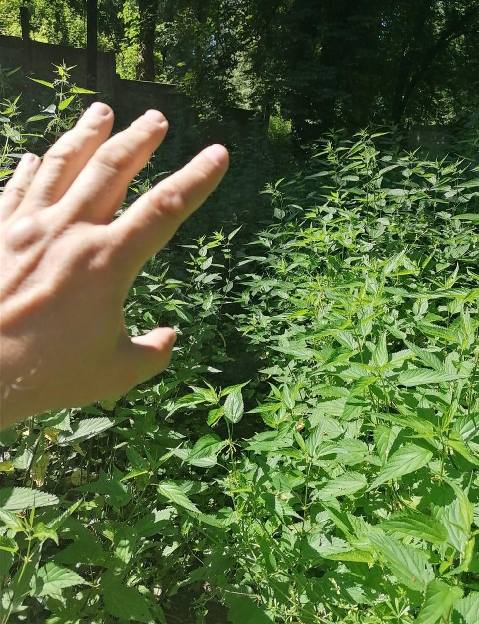 žihľava až po plecia