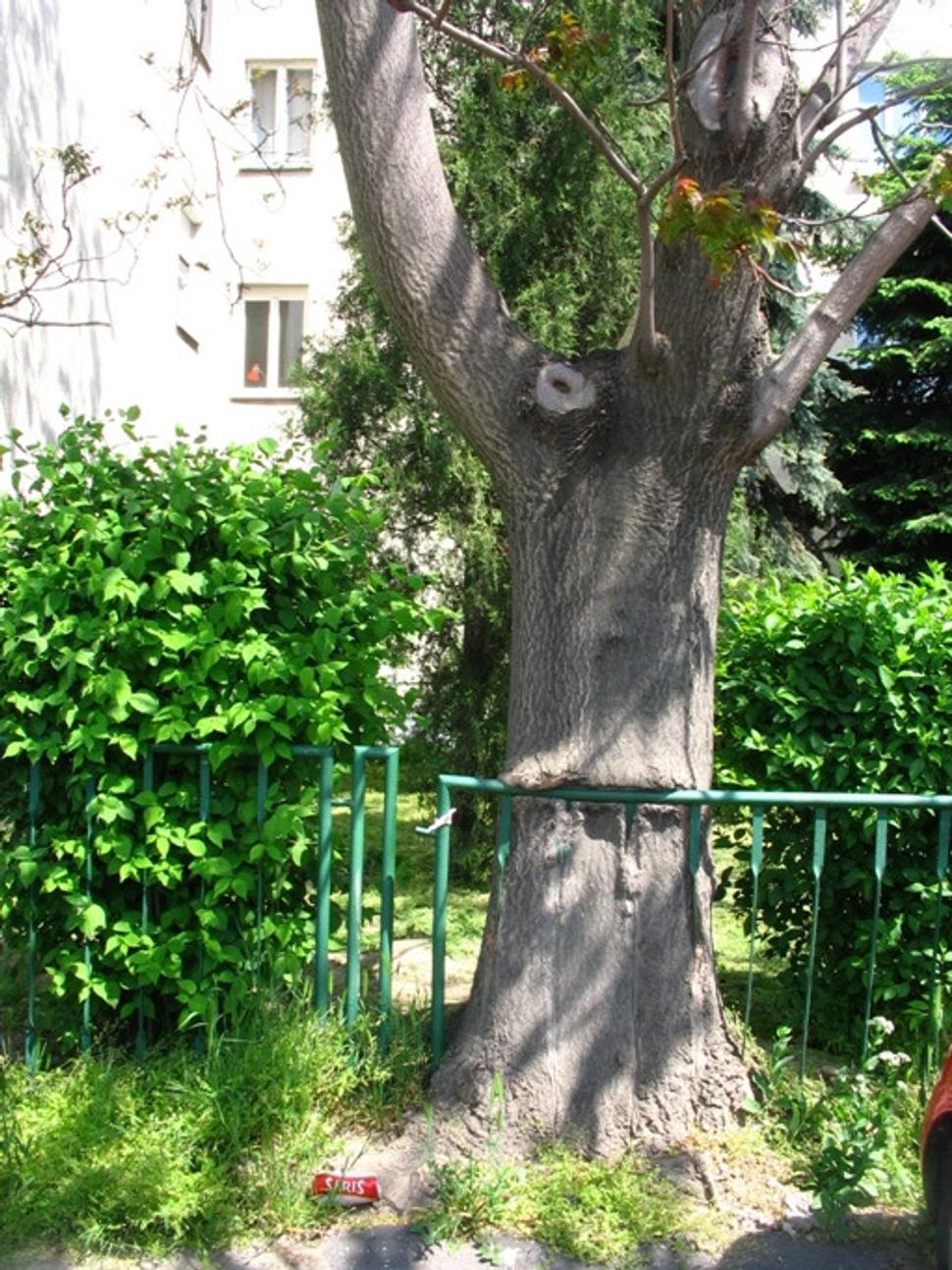 Obrázok blogu