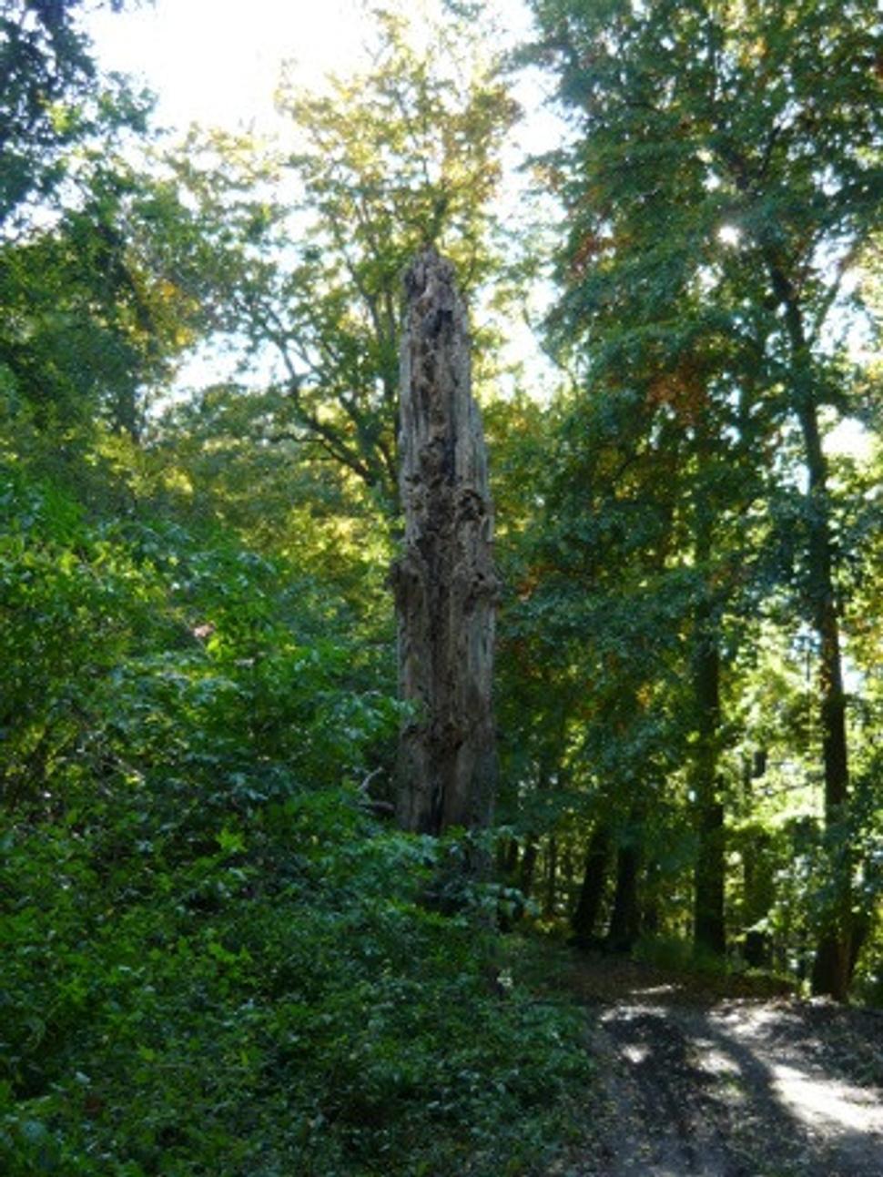 Posledný mohykán