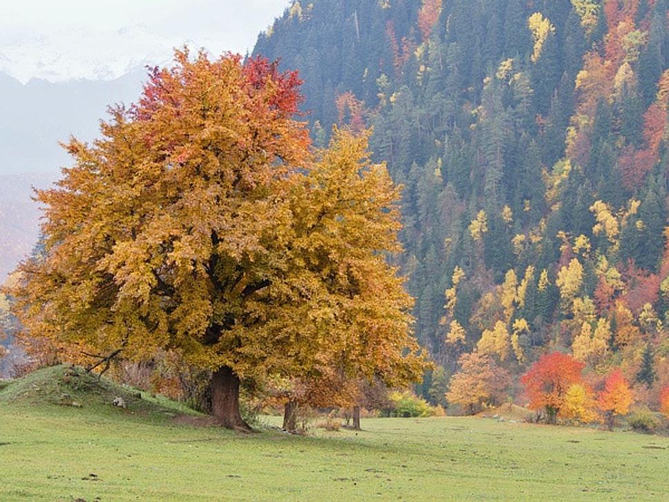 Mazeri