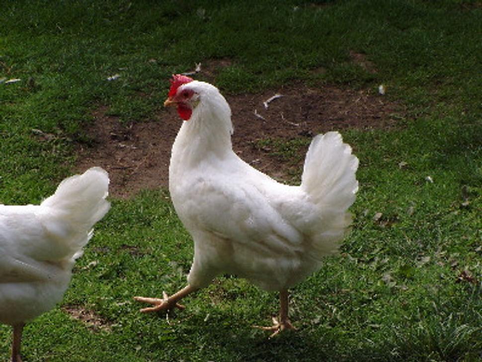Obrázok blogu
