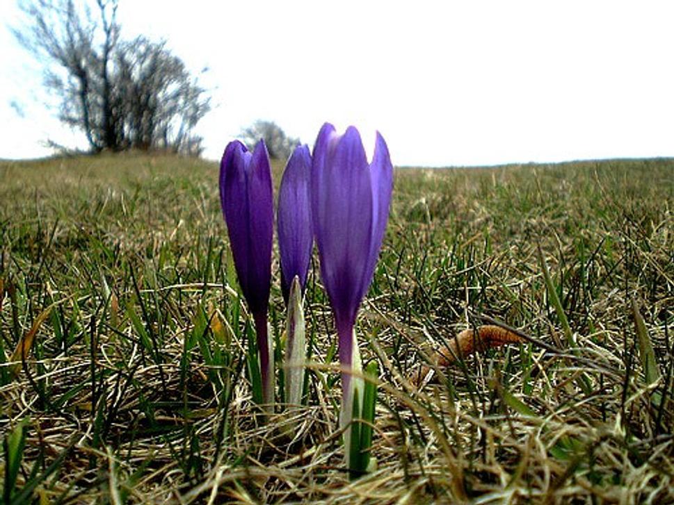 Obrázok blogu