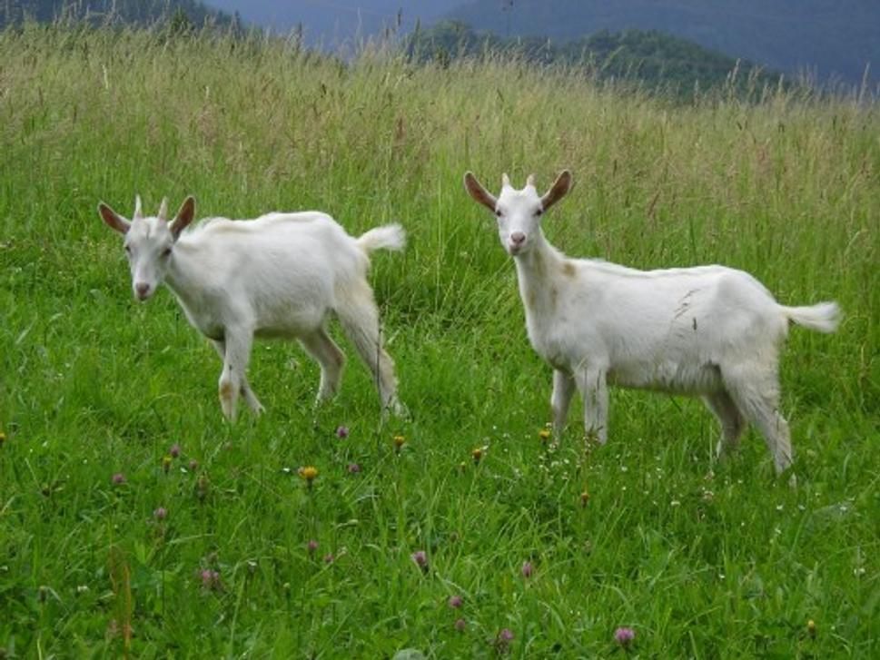 kozliatka