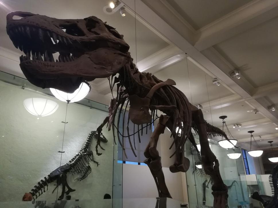 AMNH