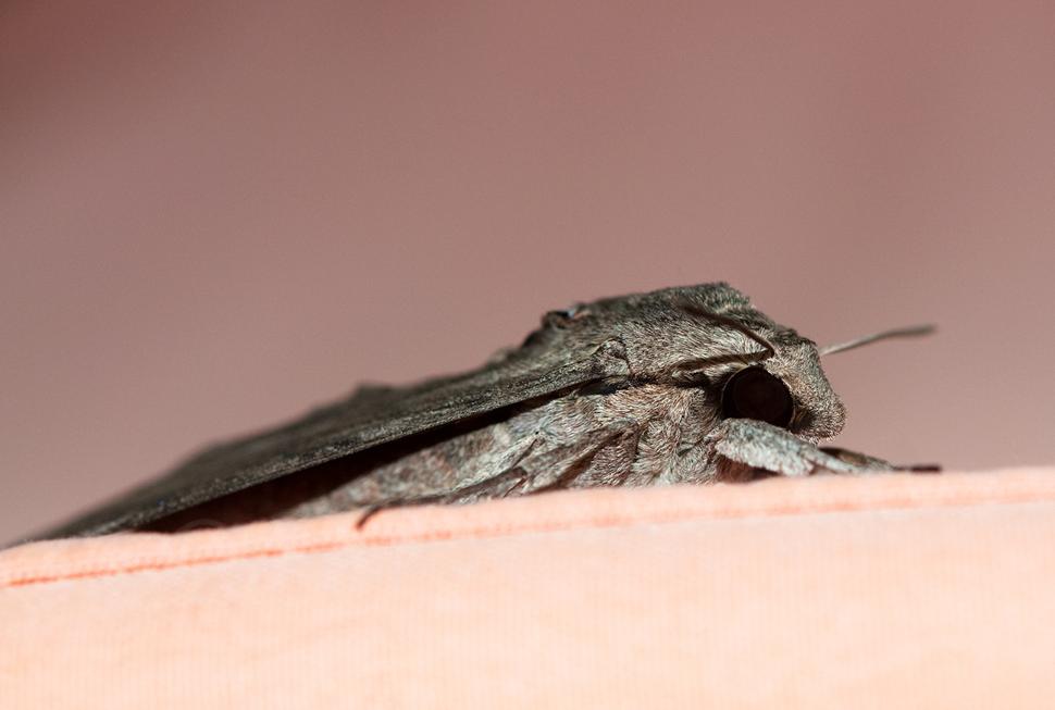 Lišaj pupencový (Agrius convolvuli)