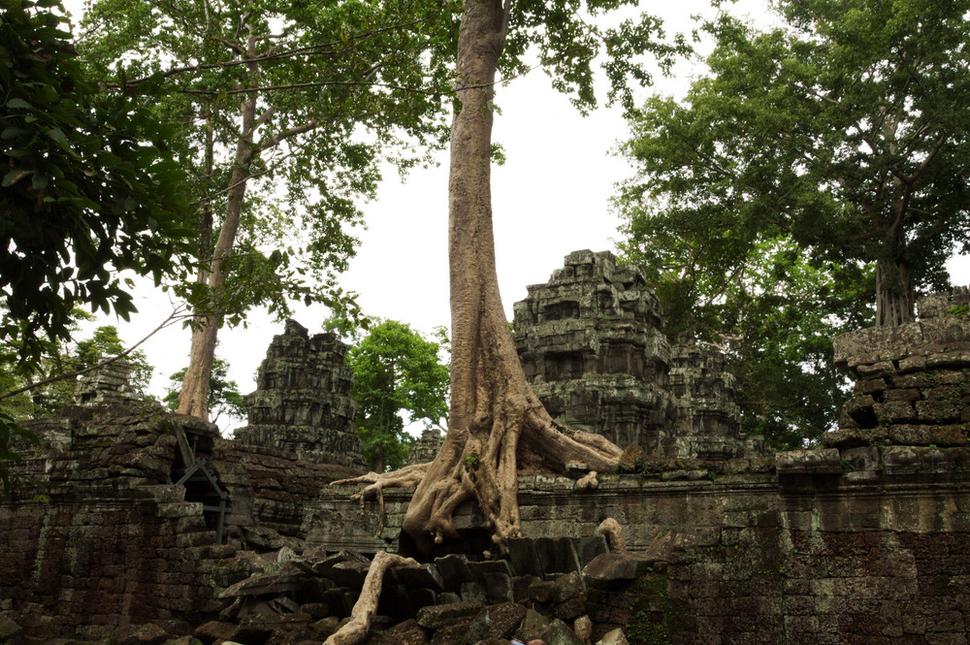 Ta Prohm Chrám