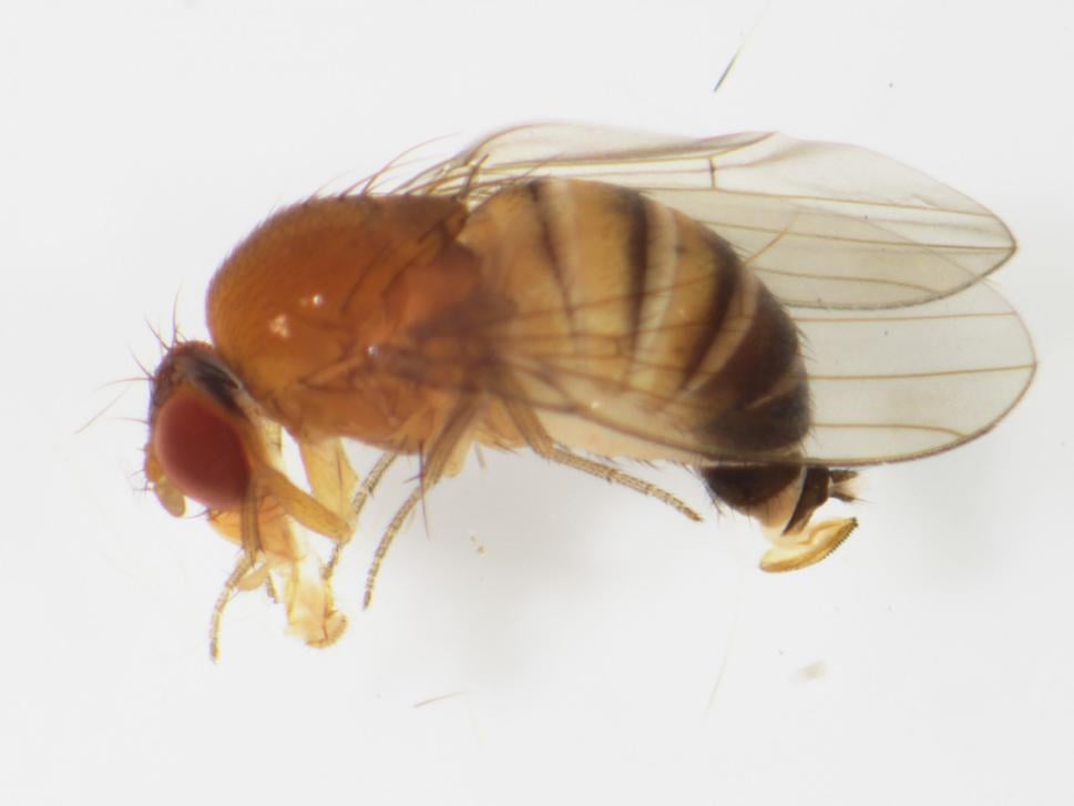 Drosophila suzukii - samička.