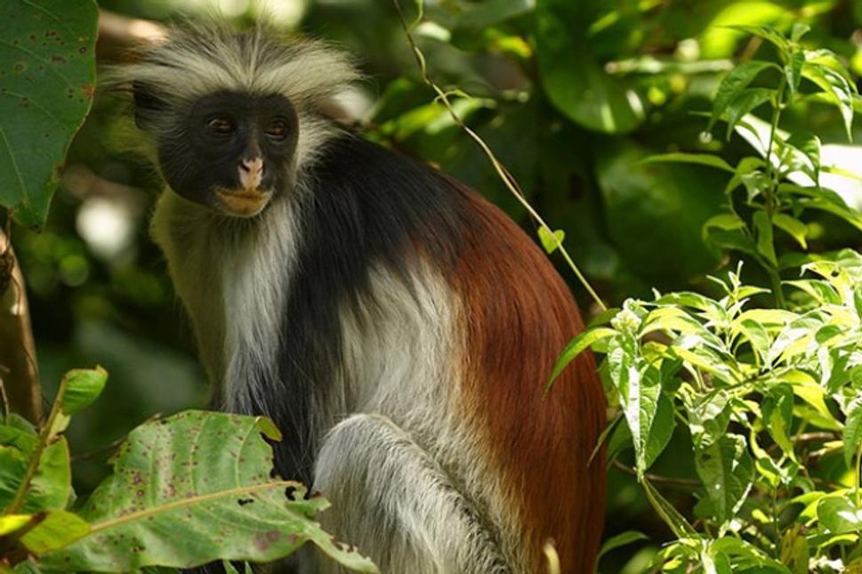Opica Red Colobus v Jozani forest