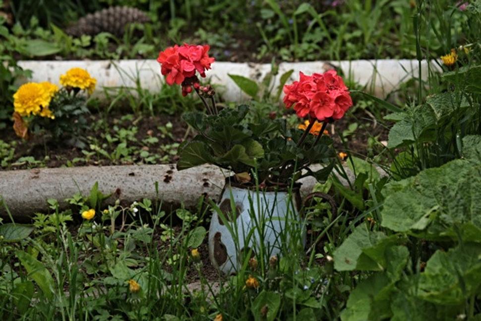 Ak sa bojíte, že v tej džungli sa vám stratia pestované kvety, môžete si pomôcť aj takýmto štýlovým deravým smaltovaným krčahom.