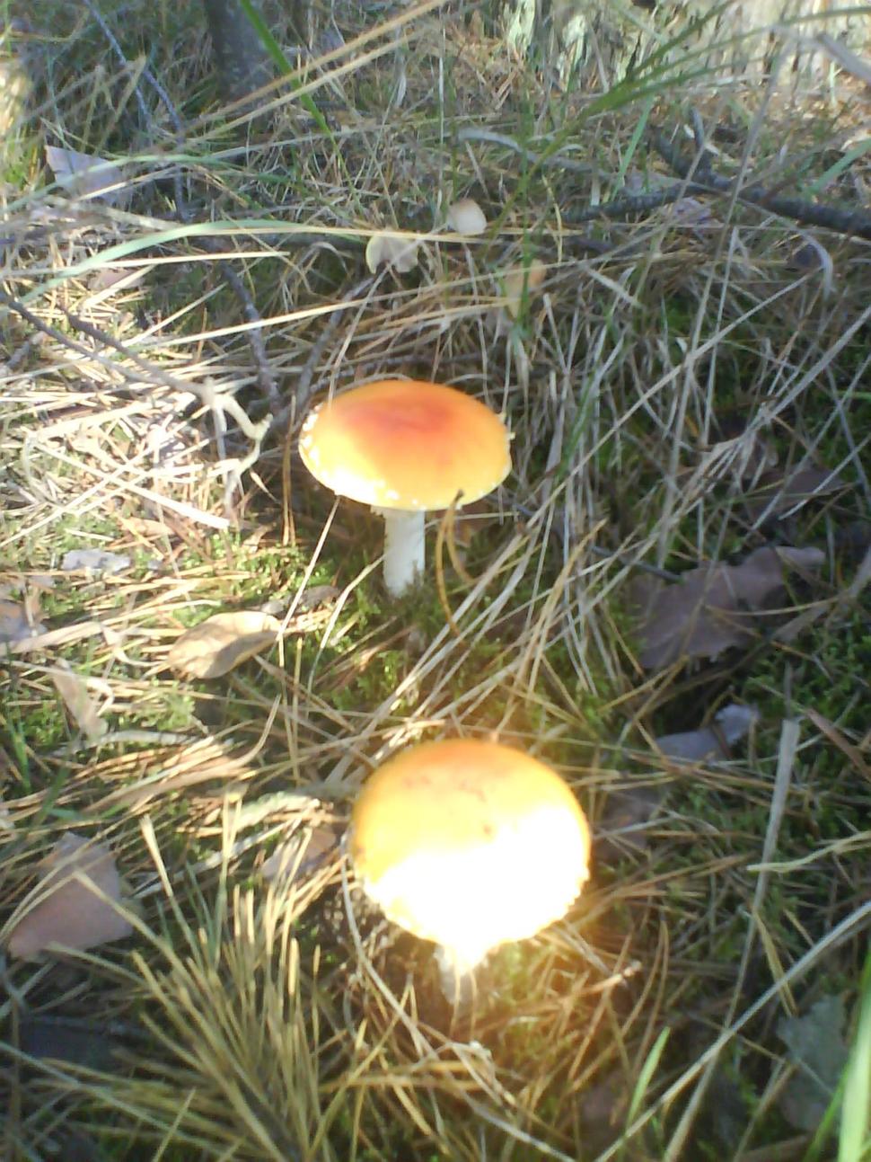 huba