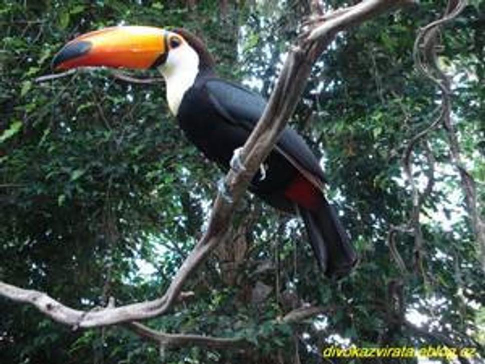 Tukan veľkozobý(Ramphastos toco) je najväčším druhom spomedzi tukanov