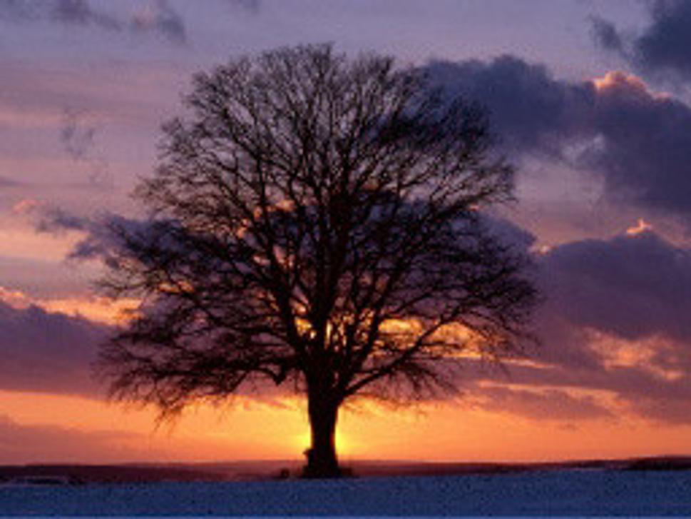 LonelyTree