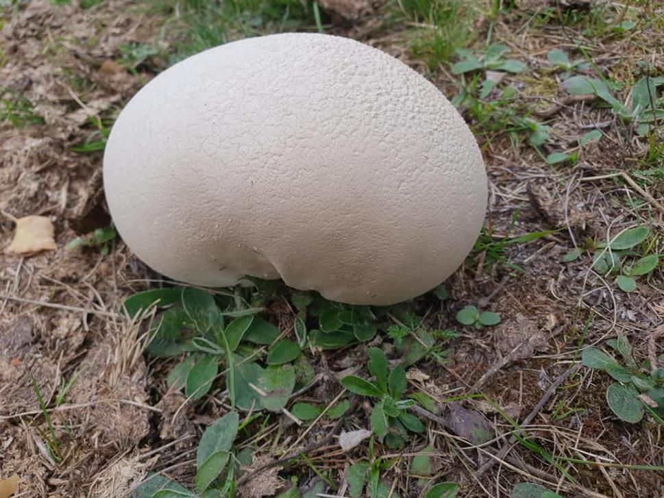 Môj prvý vatovec, ktorému som povedala áno.