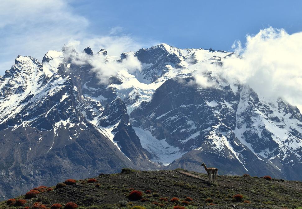 Guanaco (to je tá lama)