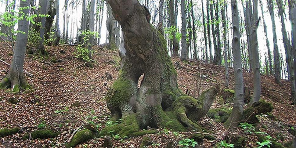 Obrázok blogu