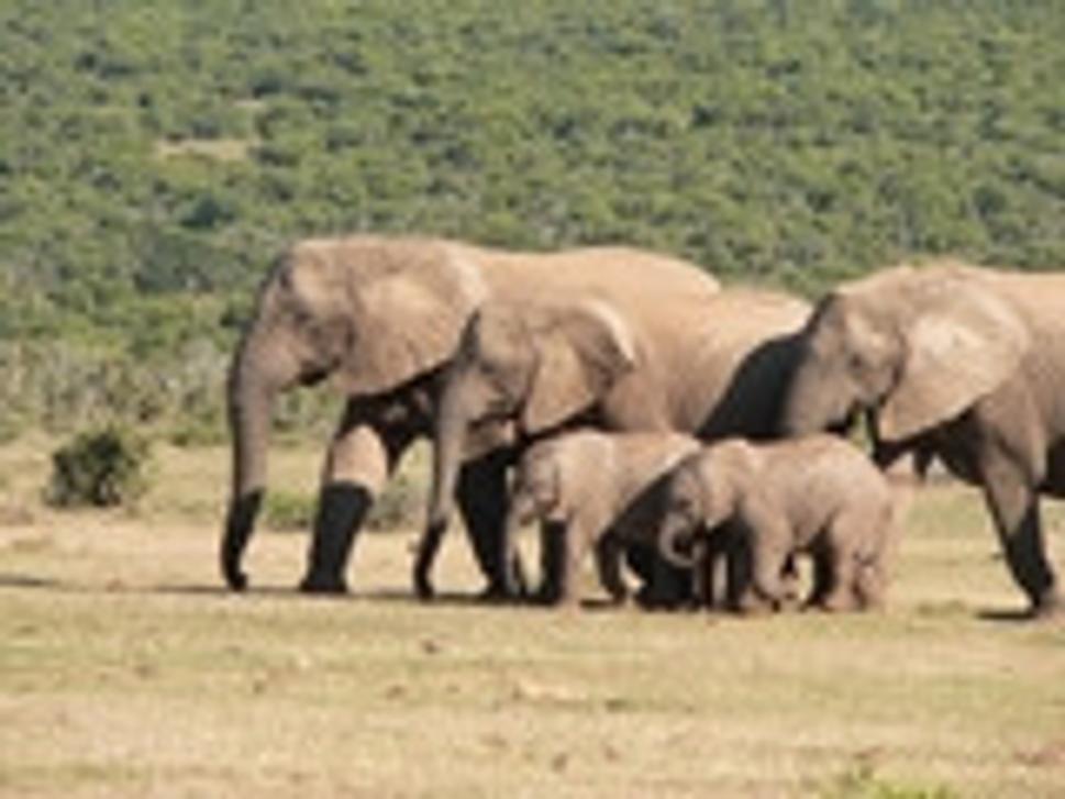 slonia rodinka v Addo Elephant Park