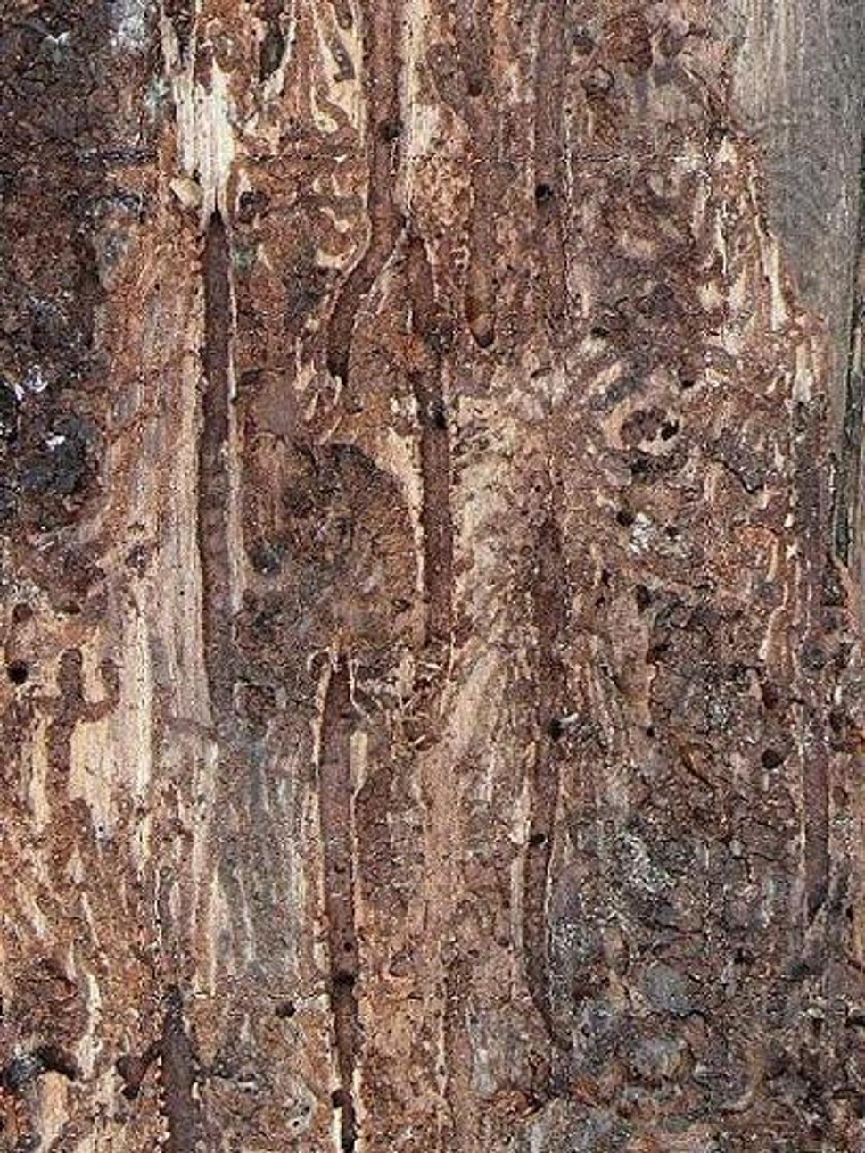 Požerok