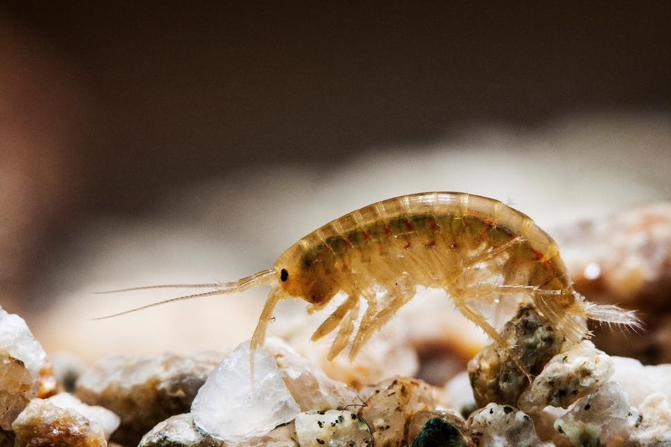 Zrejme najznámejší drvič z horských potokov – krivák z rodu Gammarus.