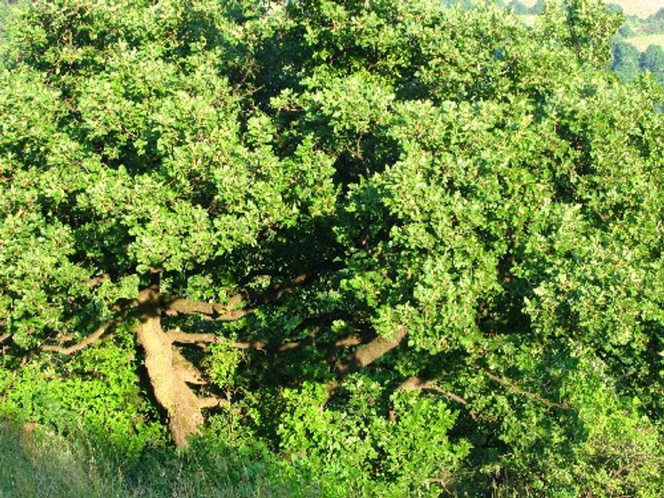 Obrázok blogu