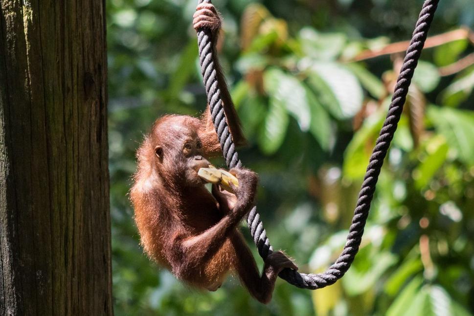 Sepilok Orangutan Rehabilitation Centre - zobrať banániky a ísť sa pohojdať :)