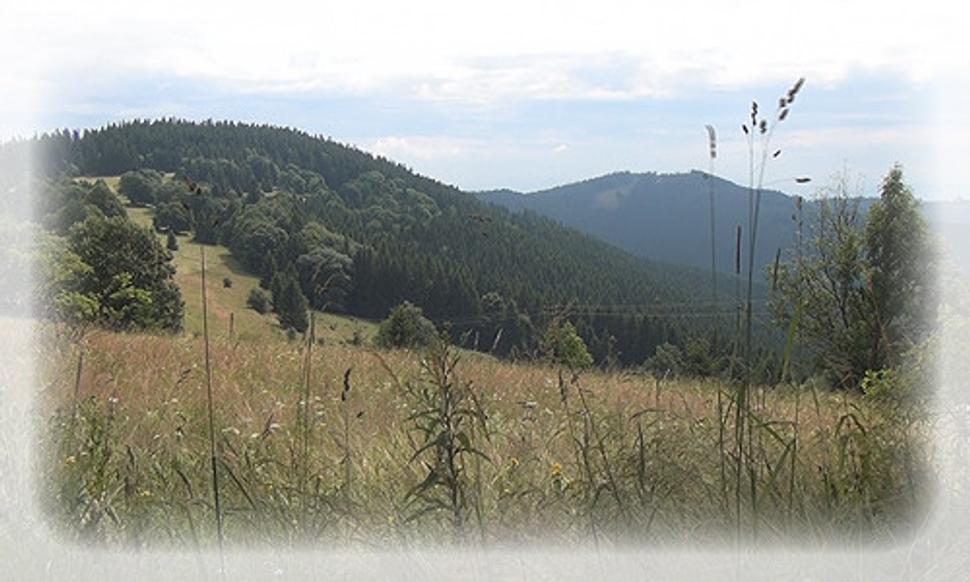 Greguše