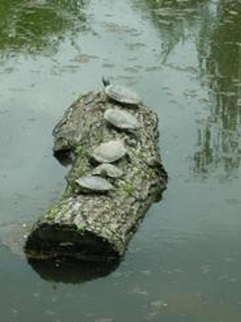 Obrázok blogu