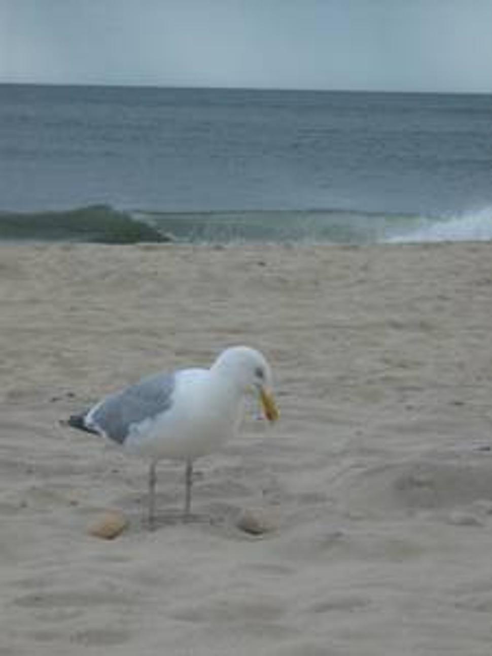 Montauk, NY, USA (leto 2008)