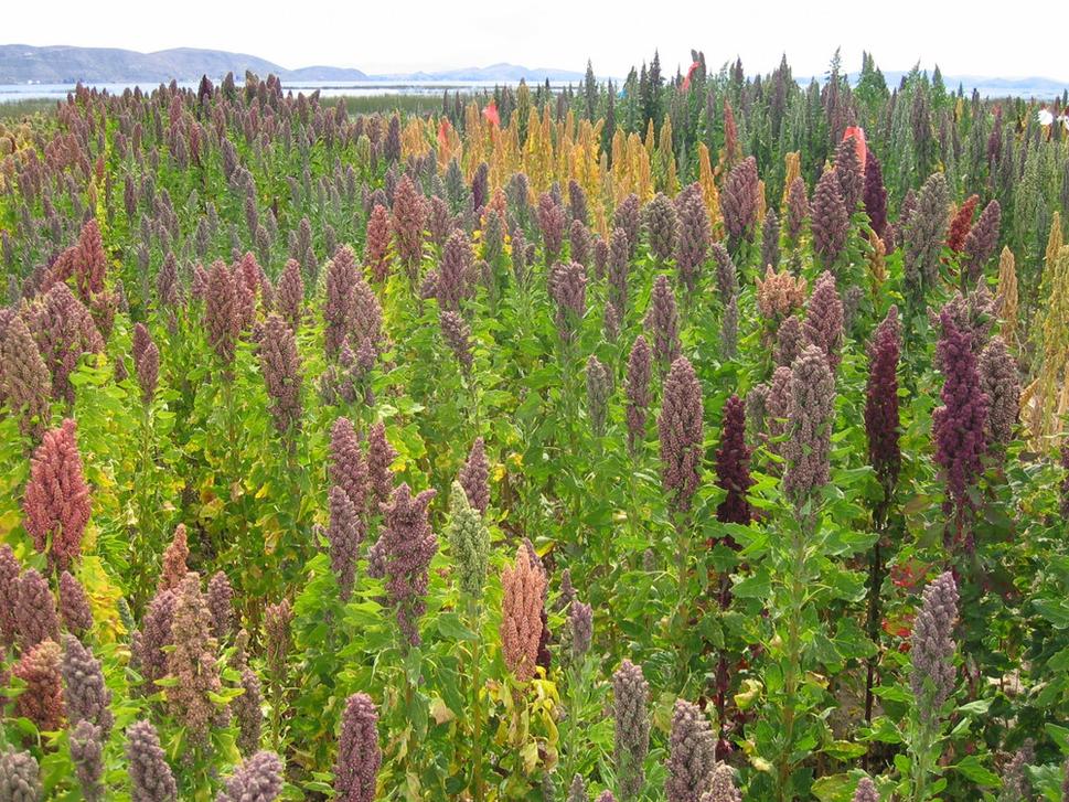 Chenopodium quinoa