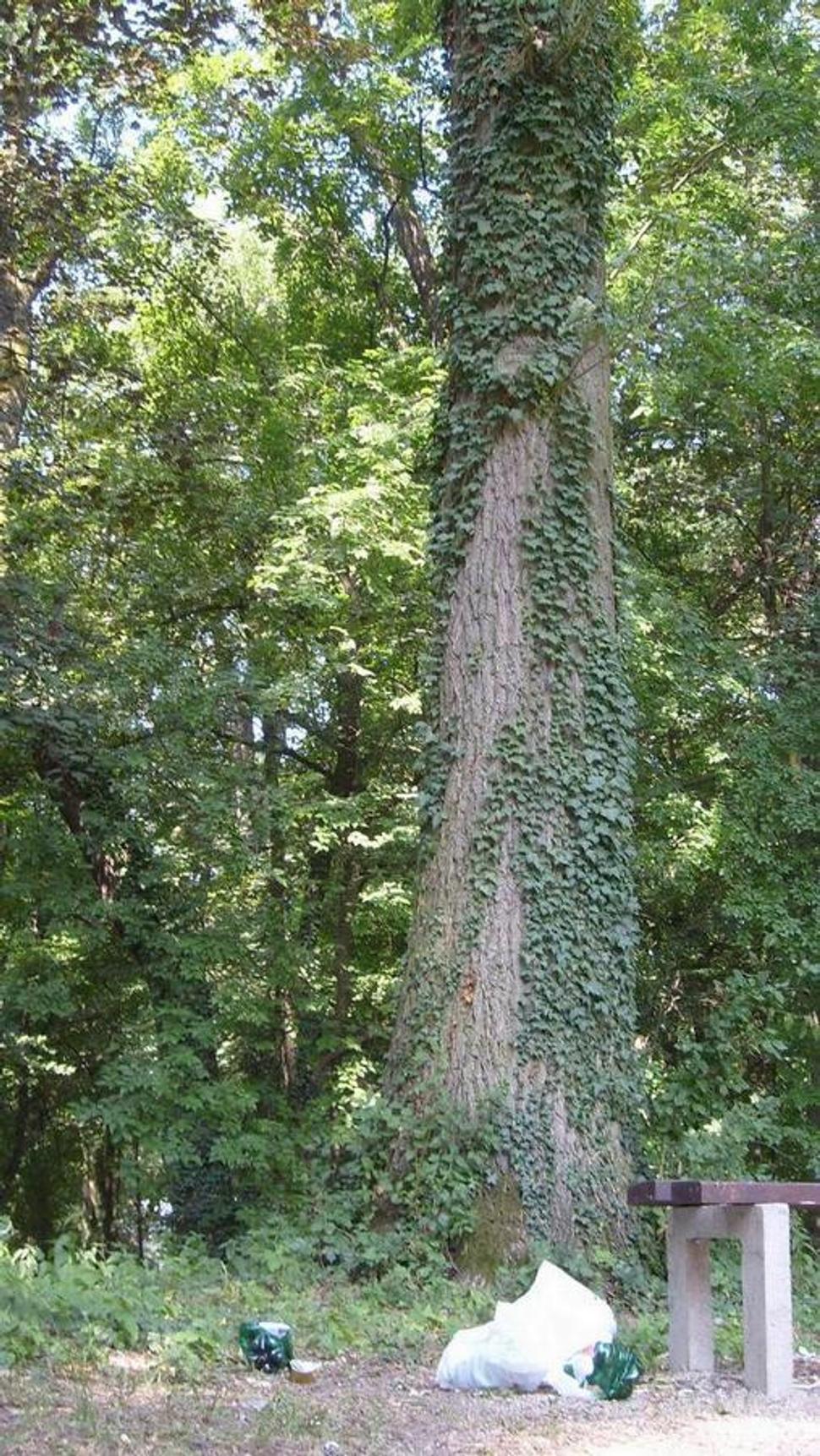 Kontrast