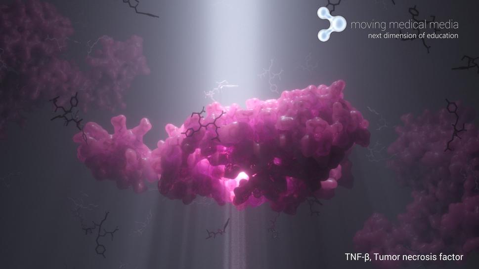 Tumor nekrotizujúci faktor TNF - β