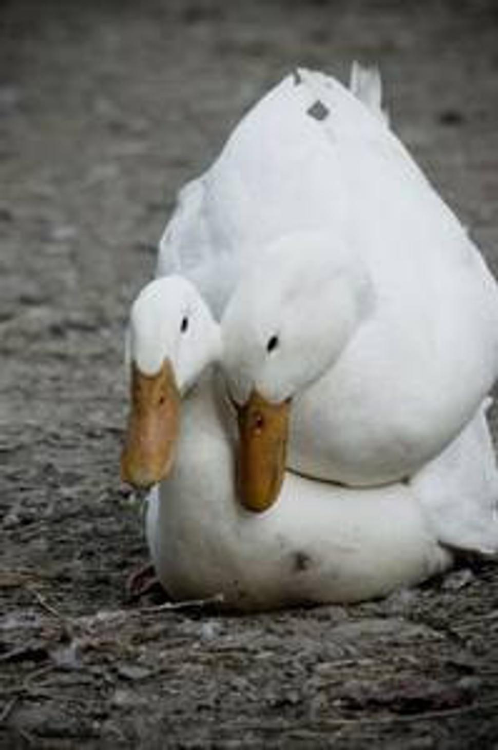Obrázok ako z kačacieho Brava, rubrika Láska, sex a nežnosti. Tenkrát poprvé. Markéta, 14. (autor textu aj foto: samo)
