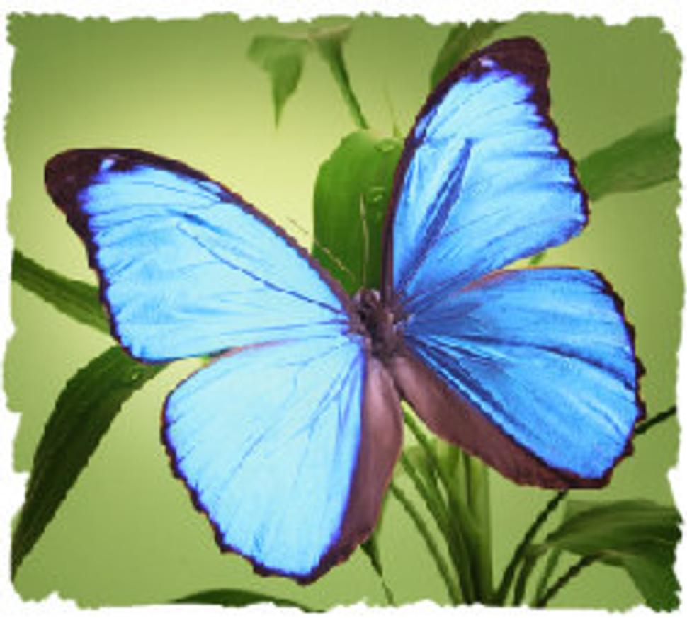 Morpho menelaus