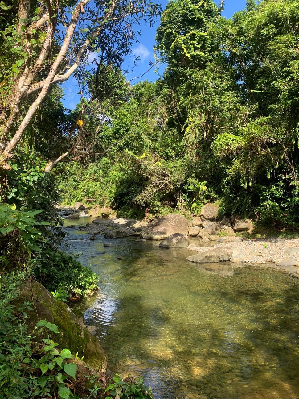 Tropical rain forest