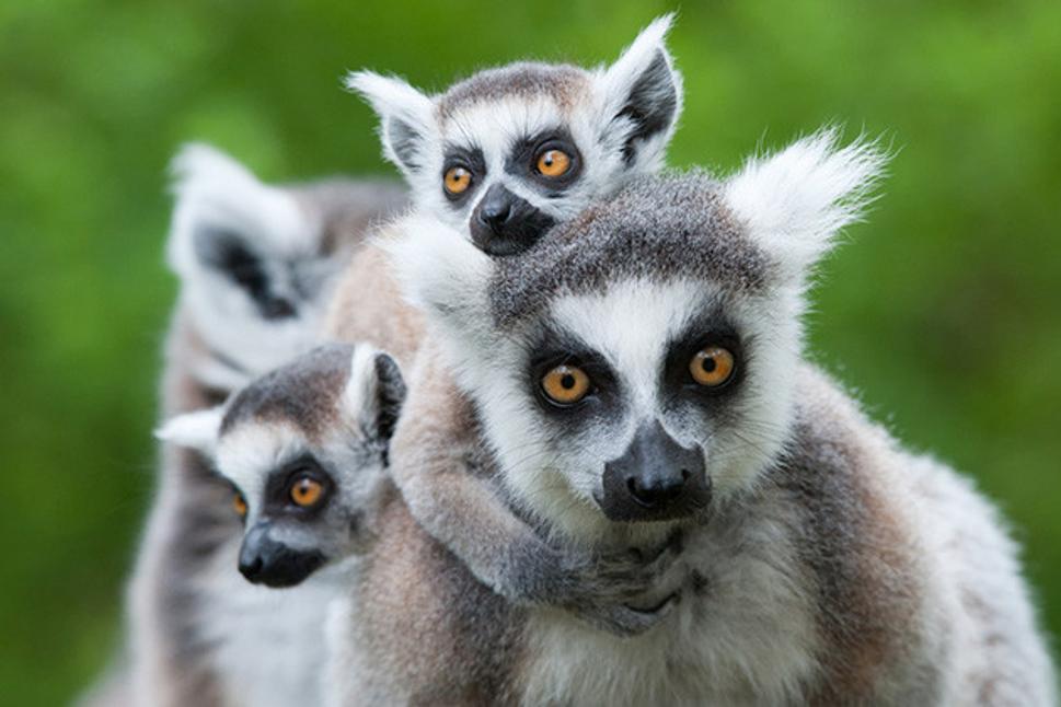 Kráľ Madagaskaru