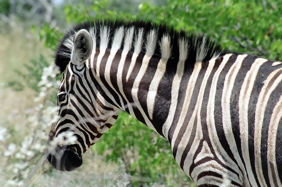 Zebra - prečo má tie pruhy? Vraj kvôli muchám