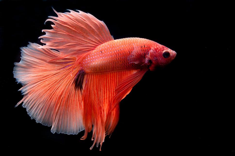 Betta