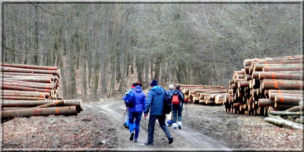 Malé Karpaty sú bohaté na drevo, jeho ťažba ľahká